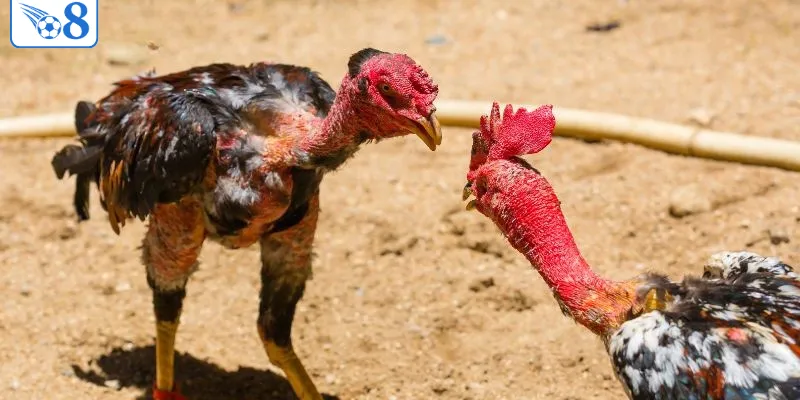 O8 - Sòng Bạc O8 Chính Thức 2026 > Thương Hiệu Đẳng Cấp 6 Đá gà là game được yêu thích nhất tại O8